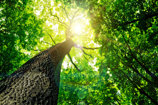 arbre vue de dessous